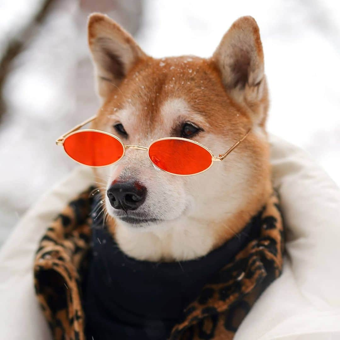 Menswear Dogさんのインスタグラム写真 - (Menswear DogInstagram)「Just a doge, contemplating #Dogecoin in the snow   Should I invest? Drop a 👍 or 👎」2月10日 2時02分 - mensweardog