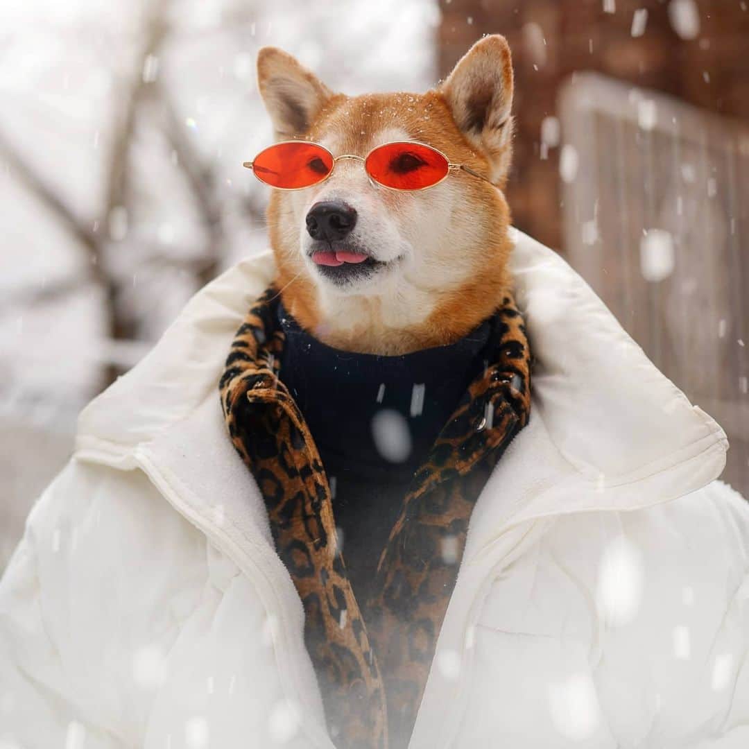 Menswear Dogのインスタグラム：「Just a doge, contemplating #Dogecoin in the snow   Should I invest? Drop a 👍 or 👎」