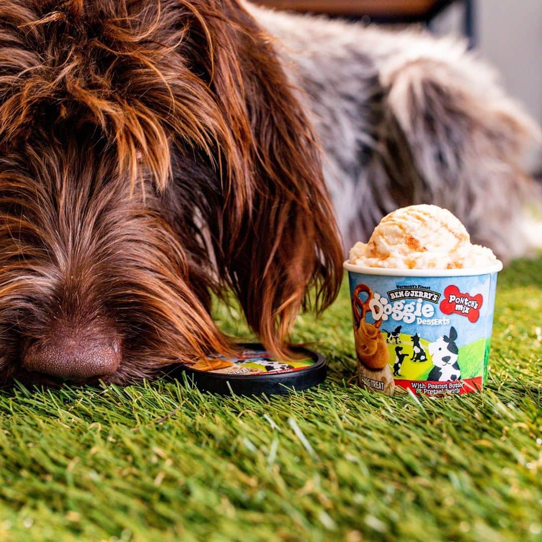 Ben & Jerry'sのインスタグラム：「No bones about it, Doggie Desserts are a dog’s best friend. Link in bio!」