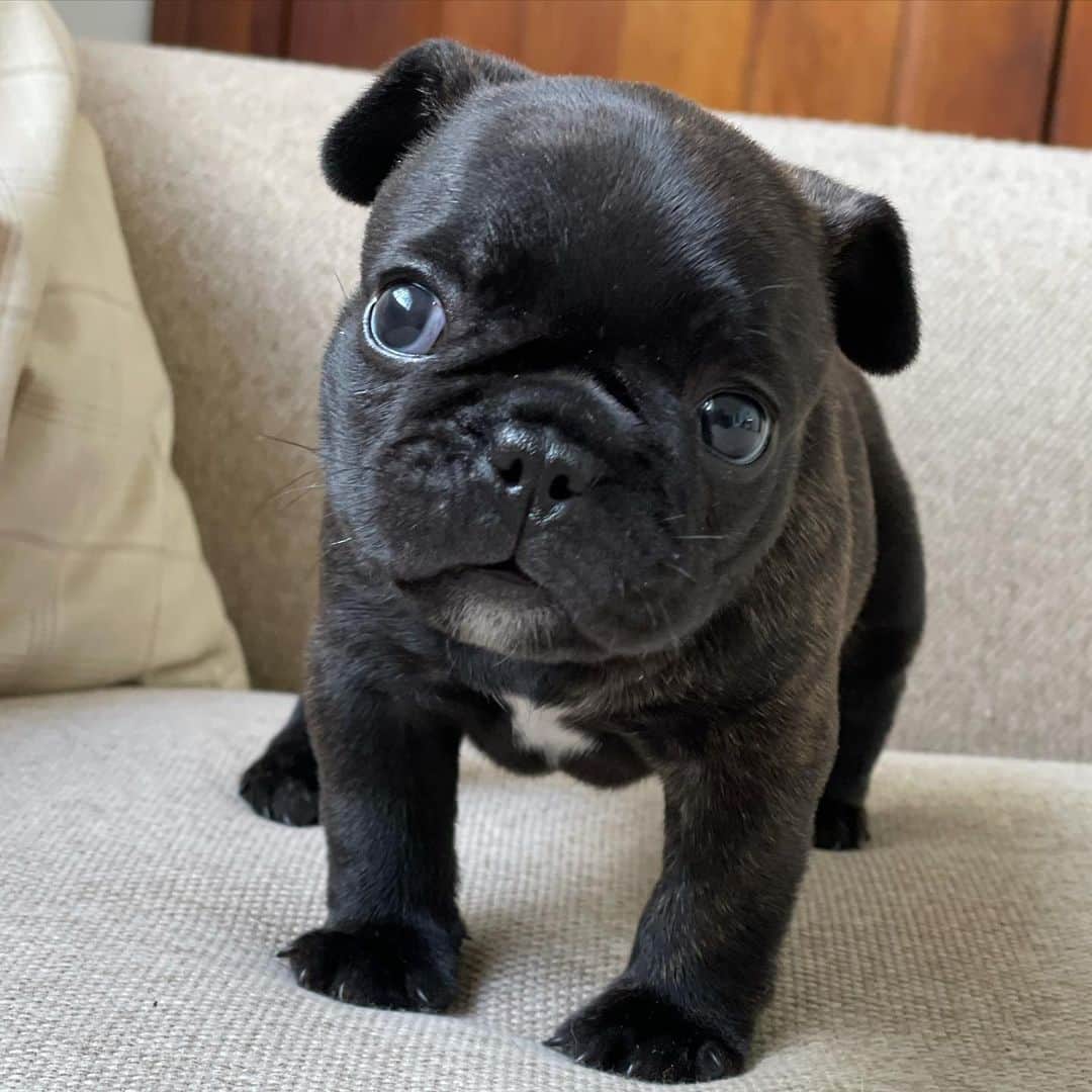 Regeneratti&Oliveira Kennelのインスタグラム：「So adorabull ❤️. This beautiful cute pie is available and looking for a forever home. For more info on her please DM. #frenchbulldog #frenchie #bulldog」