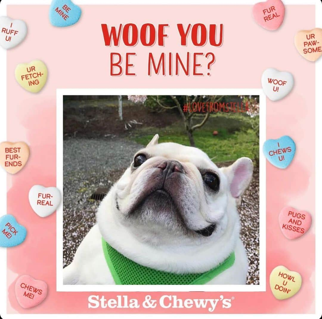 Sir Charles Barkleyのインスタグラム：「I look forward to my custom @stellaandchewys Valentine every year! Here’s how you can win your very own custom valentine: * Follow @stellaandchewys * Post a photo of your pet using #LoveFromStella They will be randomly selecting photos from now until Friday! Have fun and happy Valentine’s Day!」