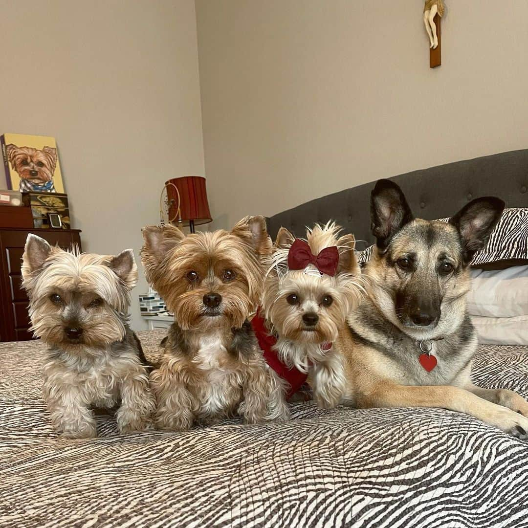 さんのインスタグラム写真 - (Instagram)「Max, Sammy, Allie & Misty 💭 Sorry mom! No tongue out today! 😐♥️😅🥰 #CatsGotOurTongues #HappyTuesday  #MyFurChildren」2月10日 2時48分 - happyyorkiefamily