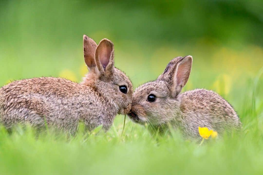 アニマルプラネットさんのインスタグラム写真 - (アニマルプラネットInstagram)「Valentine's Day isn't until Sunday, but don't let that stop you from celebrating early. Wink, wink, nudge, nudge.  . . . . . #bunnies #rabbits #rabbit #bunny #valentinesday #toocutetuesday #pictureoftheday #photooftheday」2月10日 3時02分 - animalplanet