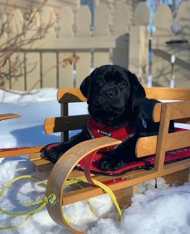 World of Labradors!さんのインスタグラム写真 - (World of Labradors!Instagram)「Hoss wishes you a great day! - @the_goode_labs」2月10日 2時55分 - worldoflabs