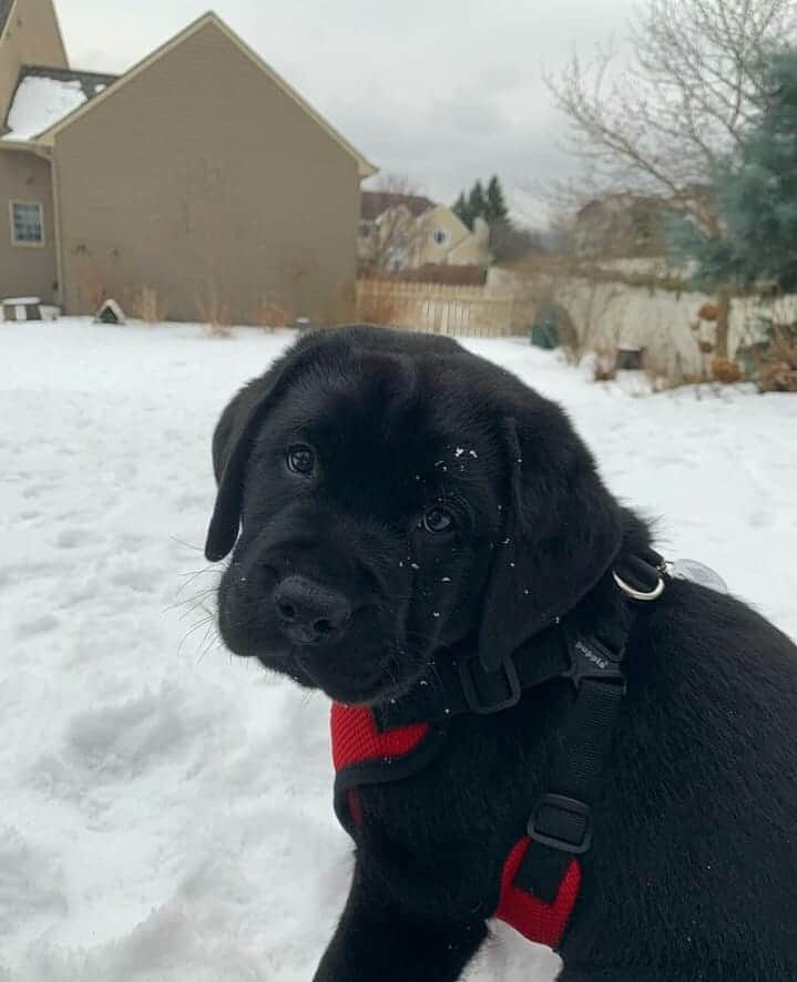 World of Labradors!さんのインスタグラム写真 - (World of Labradors!Instagram)「Hoss wishes you a great day! - @the_goode_labs」2月10日 2時55分 - worldoflabs