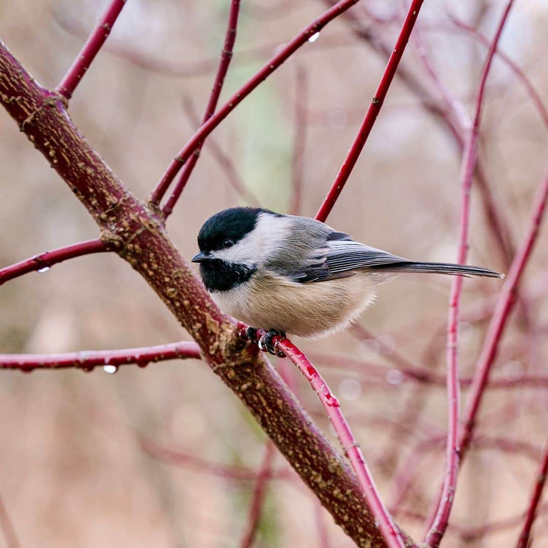 ニューヨーク植物園さんのインスタグラム写真 - (ニューヨーク植物園Instagram)「The Garden's chickadees are always ready for a glamour shot. 🐦 . Along the Mitsubishi Wetland Trail the branches of red-osier dogwood stand out in bright contrast to the winter landscape, providing a perfect place to photograph local birds going about their daily foraging activities. Which of our feathered friends are you always on the lookout for when you visit NYBG? . #Cornus sericea 'Baileyi' #plantlove #AllInNYC」2月10日 3時55分 - nybg