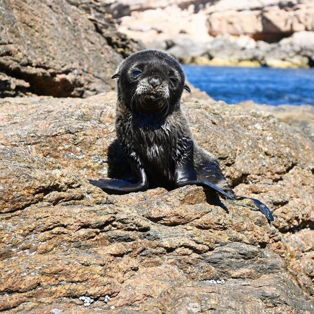 Australiaさんのインスタグラム写真 - (AustraliaInstagram)「When you think it’s Friday but realise it’s only Wednesday 😔 😂 This little cutie was snapped by @vandrews_adventures on the @eyrepeninsula in @southaustralia. The #EyrePeninsula is the best place to go swimming with #AustralianSeaLions, especially in the sheltered waters of #BostonBay off #PortLincoln, or at #BairdBay. Join a tour with @adventurebaycharters, @calypsostarcharters or @bairdbay for an ocean dip with these super friendly locals. Fun Fact: Australian Sea Lions are known as ‘eared seals’ and they are one of the rarest species in the world! Makes them even more special ♥️ #seeaustralia #eyrepeninsula #SeeSouthAustralia #HolidayHereThisYear」2月10日 4時07分 - australia