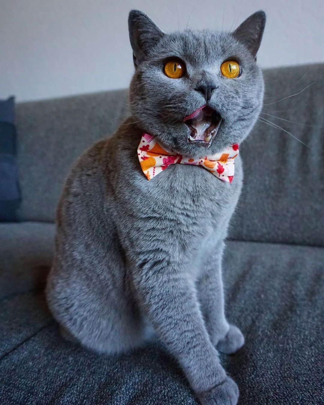The Cats Of Instagramのインスタグラム：「#Repost • @simba_faya Always in the mood for food 🤤🍗 #COIBowTie #BowTieTuesday」