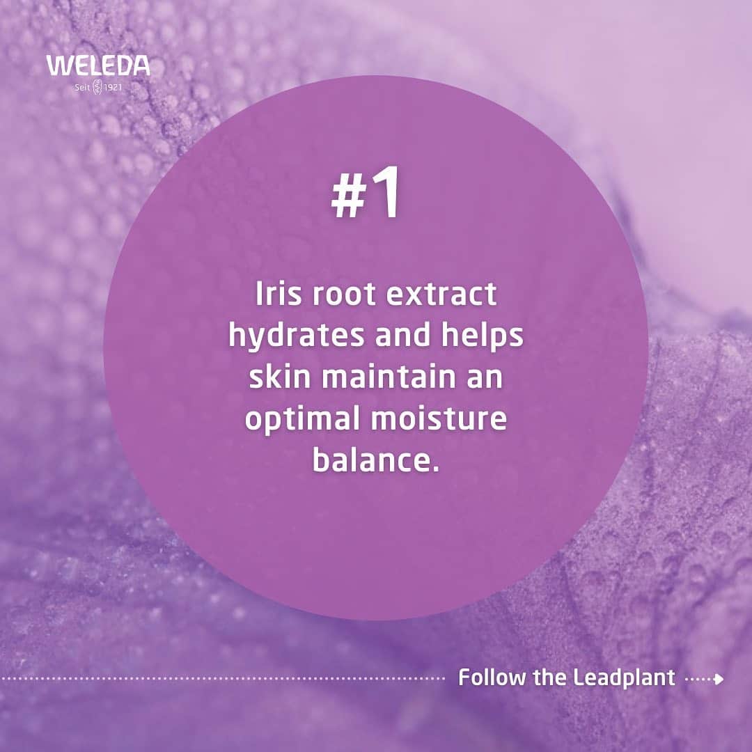 Weledaさんのインスタグラム写真 - (WeledaInstagram)「The lead plant in our Hydrating Collection is Iris! 💜 SWIPE to discover what this lead plant can do for your skin! #WeledaSkin」2月10日 5時02分 - weleda_usa