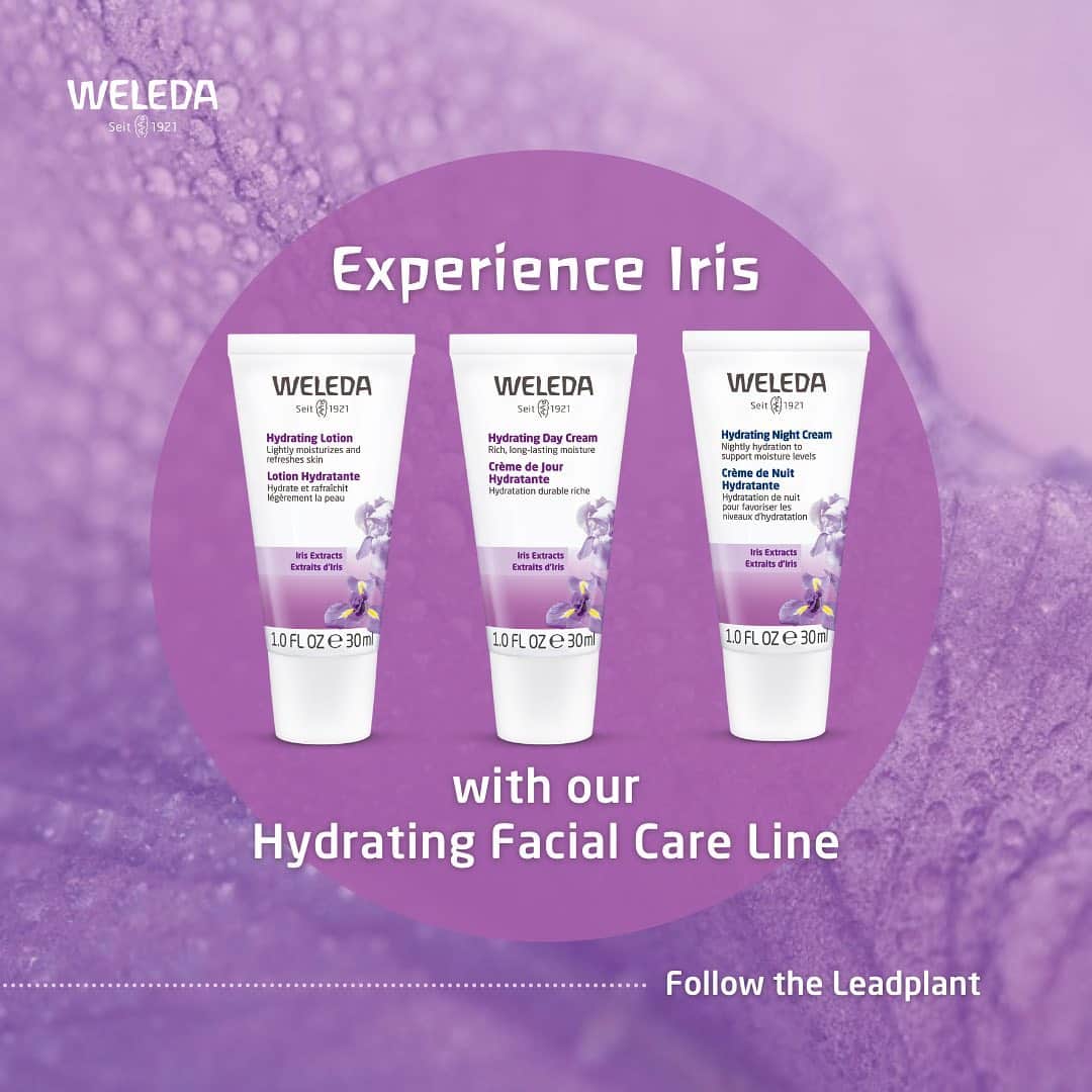 Weledaさんのインスタグラム写真 - (WeledaInstagram)「The lead plant in our Hydrating Collection is Iris! 💜 SWIPE to discover what this lead plant can do for your skin! #WeledaSkin」2月10日 5時02分 - weleda_usa