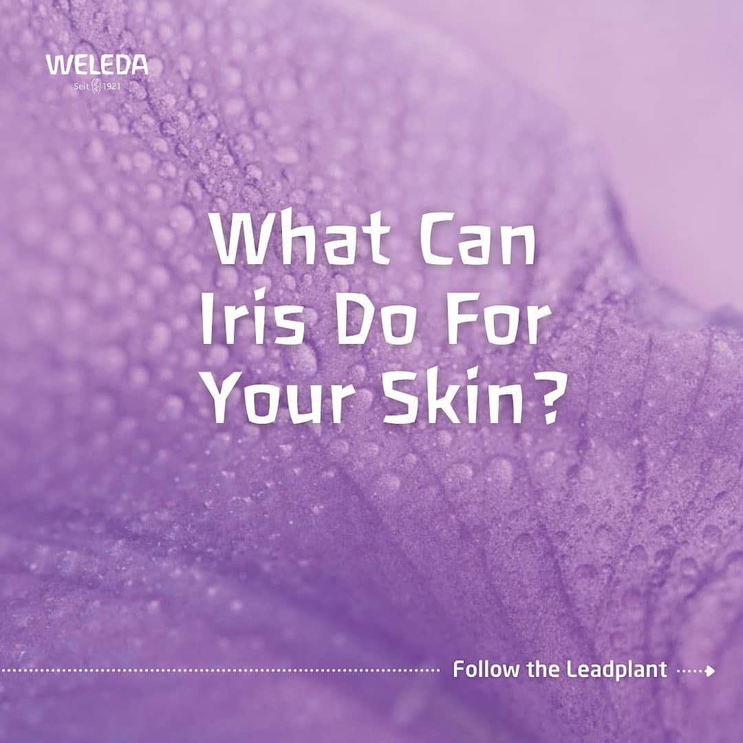 Weledaのインスタグラム：「The lead plant in our Hydrating Collection is Iris! 💜 SWIPE to discover what this lead plant can do for your skin! #WeledaSkin」