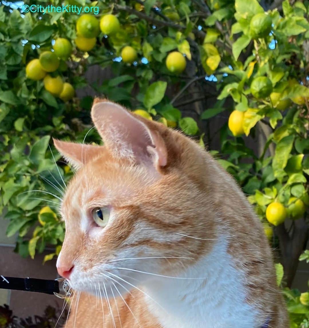 City the Kittyのインスタグラム：「When life gives you lemons…. 🍋   #curiouscat #explore #whenlifegivesyoulemons」