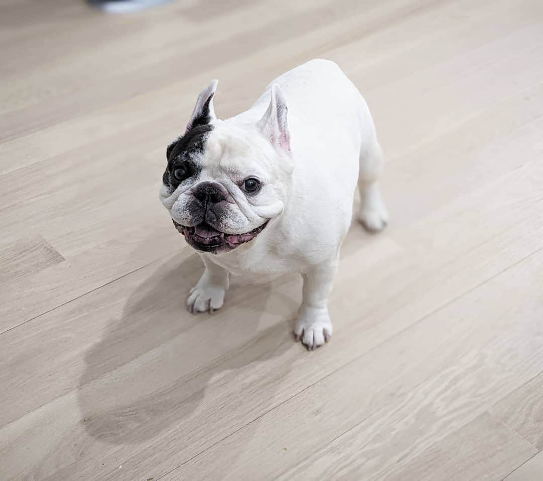 Manny The Frenchieさんのインスタグラム写真 - (Manny The FrenchieInstagram)「Here's a smile for ya in case you need it.😀」2月10日 5時23分 - manny_the_frenchie