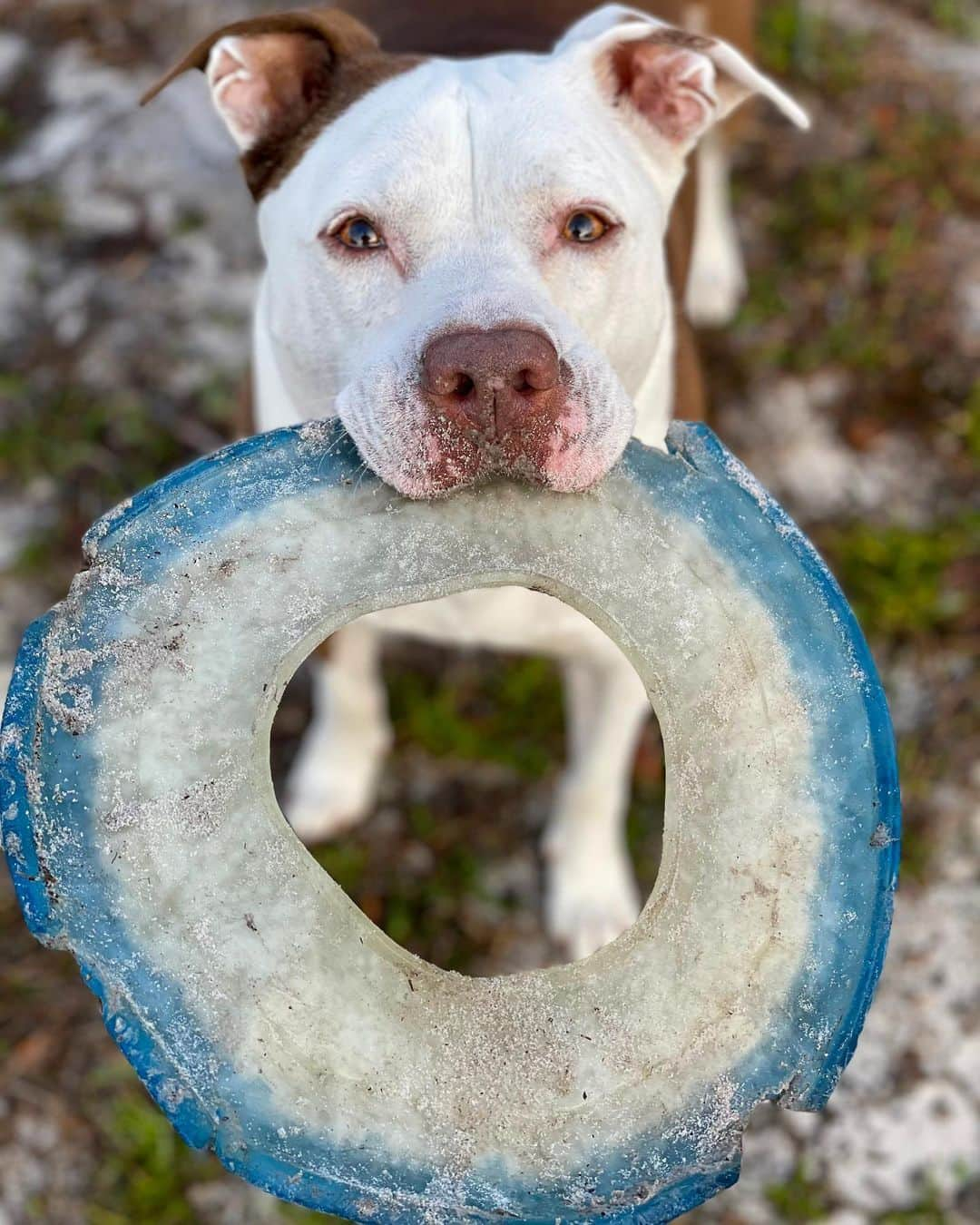 リアンナ・デッカーのインスタグラム：「Chino says hello, and he loves to eat sand 💙 #ilovemypittie #sendingsmiles」