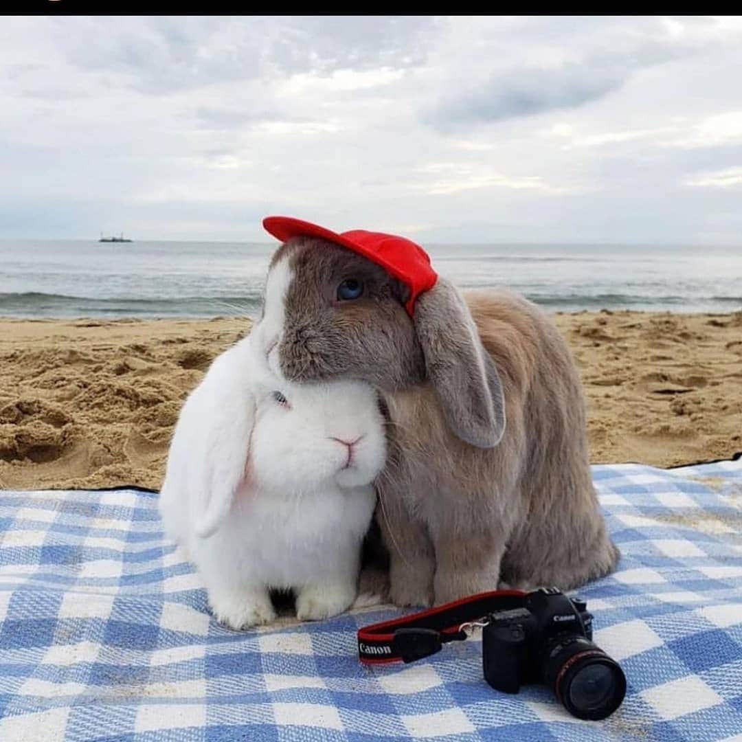 ビービーダコタのインスタグラム：「Current Valentine's Day plans.」