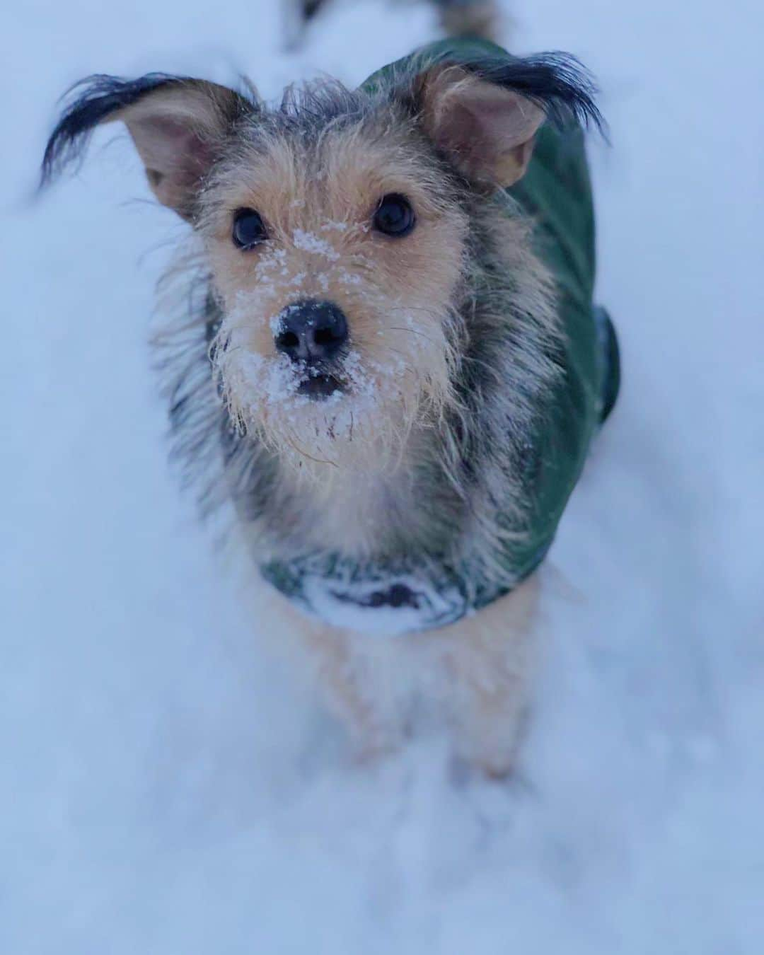 ジュディ舞衣のインスタグラム：「Officially a snow pup☃️❄️ #snowdog #rescuedog」