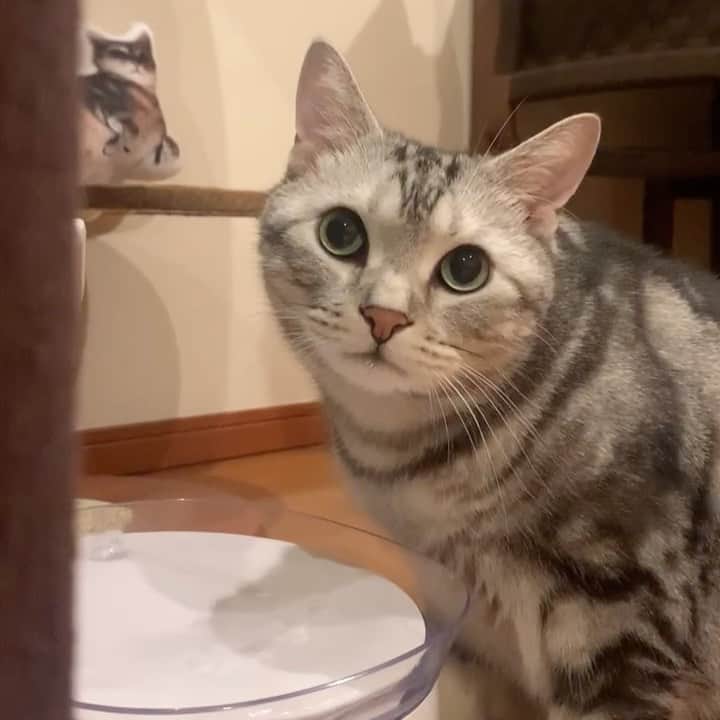 のインスタグラム：「Good morning! Bonjour!﻿ Drinking water 💧.  * おはようございますにゃん！ お水、美味しいね💧。 * #catstagram #cat_features  #topcatphoto #cutepetclub #catsofinstagram #cats_of_world #meowsandwoofs #meowvswoof﻿ #excellent_cats #catstocker  #bestmeow #INSTACAT_MEOWS #peco #animalsco #mofmo #みんねこ #ふわもこ部 #ねこのきもち #アメショー #アメリカンショートヘア #猫 #猫好きさんと繋がりたい #nekoclub」
