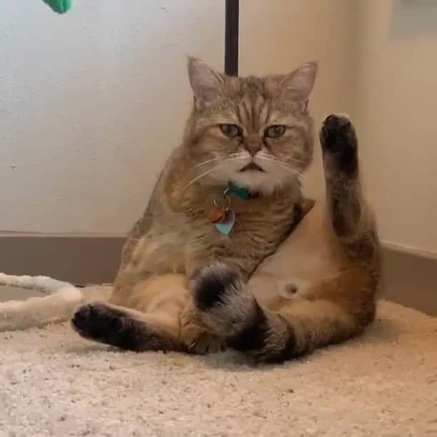 のインスタグラム：「From @purrkinje_the_cat: "When the stink was you all along..." #catsofinstagram」