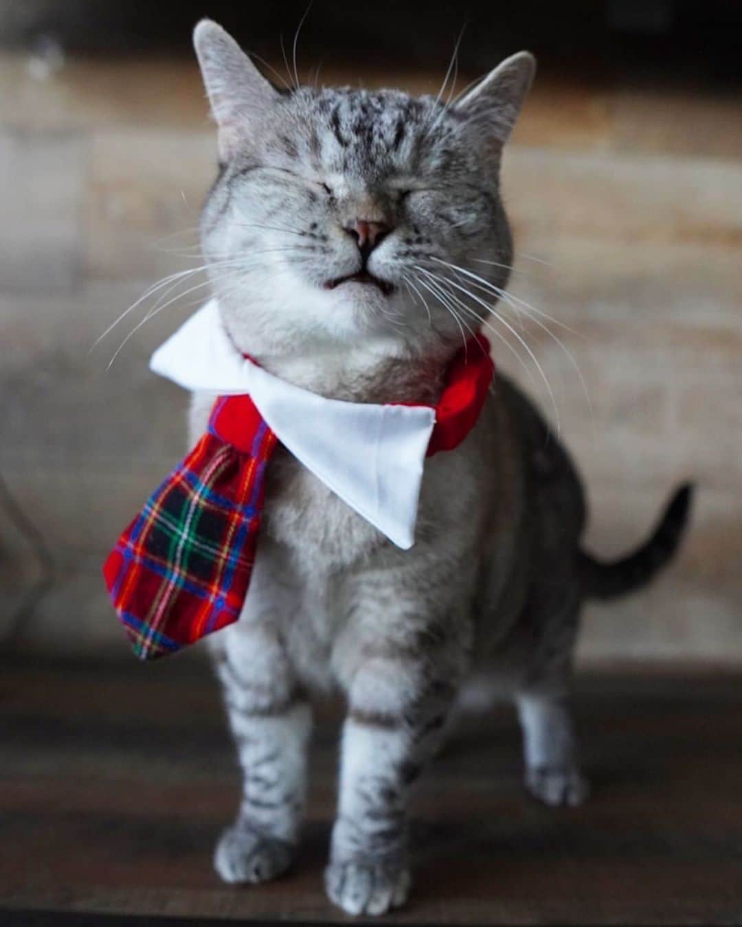 The Cats Of Instagramのインスタグラム：「#Repost • @lovenalaco This is Nala’s reaction to fillers, artificial flavors and colors! She’s serious about proper nutrition and wants to thank you for choosing Love! ❤️😸 #COIBowTie #BowTieTuesday」