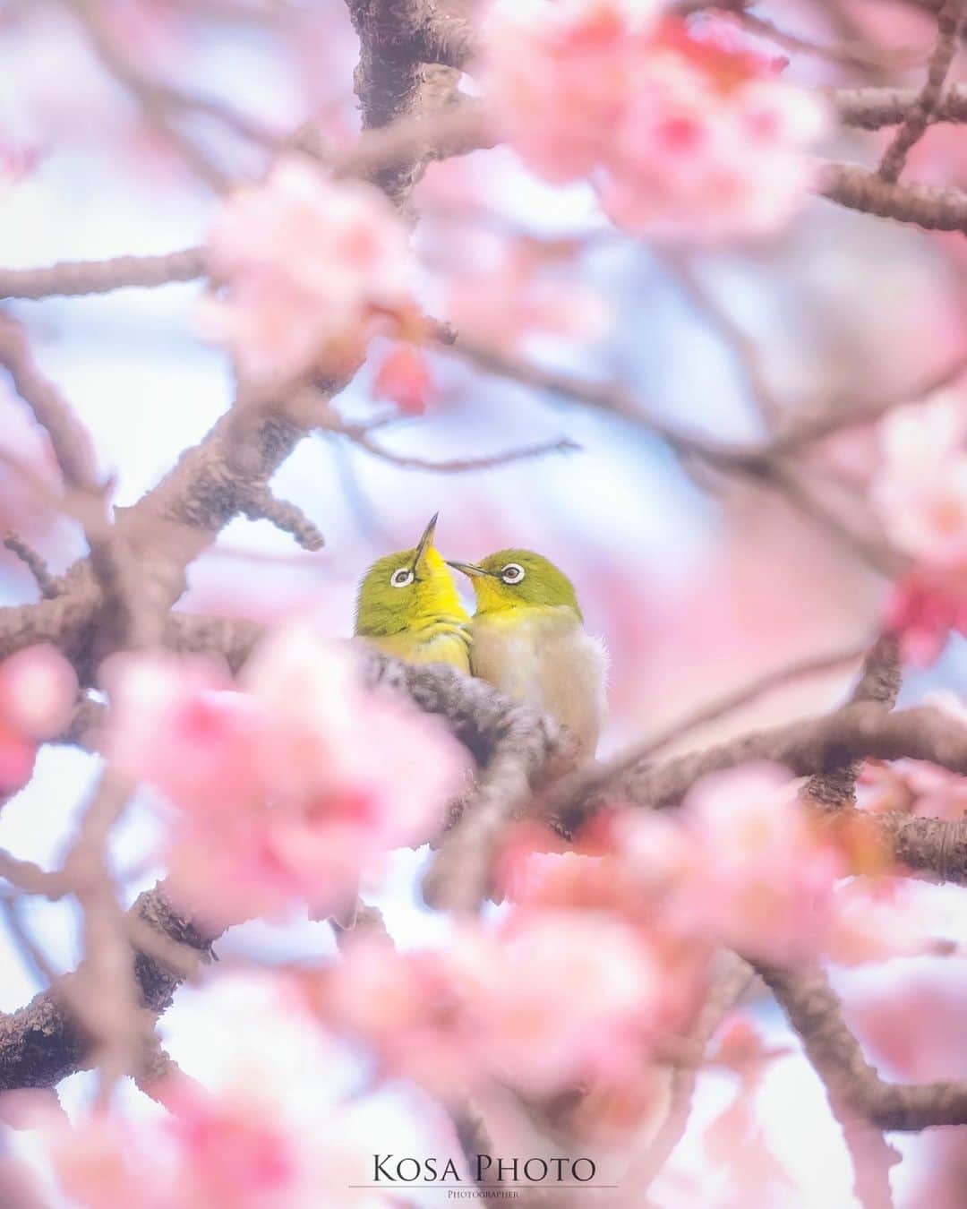 コサさんのインスタグラム写真 - (コサInstagram)「ふたりの時間 ストーリーにもアップしていますが、近所の早咲き桜が見頃になってきました🌸 今年はメジロの数が多くて、楽しそうなメロディ〜がいっぱい聴こえてきます🎶 そして、微笑ましいカップルの姿も見かけることが増えてきました😍 . Location:和歌山 Wakayama / Japan🇯🇵 Date:2021年2月 . #メジロ #tokyocameraclub #team_jp_ #photo_jpn #ptk_japan #bestjapanpics #Lovers_Nippon #YourShotPhotographer #sorakataphoto #Japan_Daytime_View #乗り越えようnippon #ニコン #写真は私の原動力 #arrowsあなたが夢中な世界 #jgrv_member #special_spot_legend #LBJ_Legend #light_nikon #1x_japan #Rox_Captures #birders_gallery #広がり同盟メンバー #nipponpic_member #beautifuldestinations #IGersJP #ap_japan_ #colore_de_saison #japan_bestpic_ #retrip_nippon #raw_community_member」2月10日 7時26分 - kosa_photo