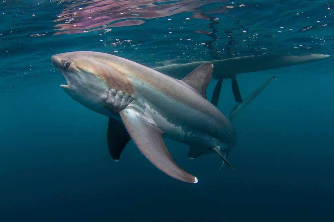 Costa Sunglassesのインスタグラム：「Close quarters. 📷: @sport_fish_gallery #SeeWhatsOutThere」