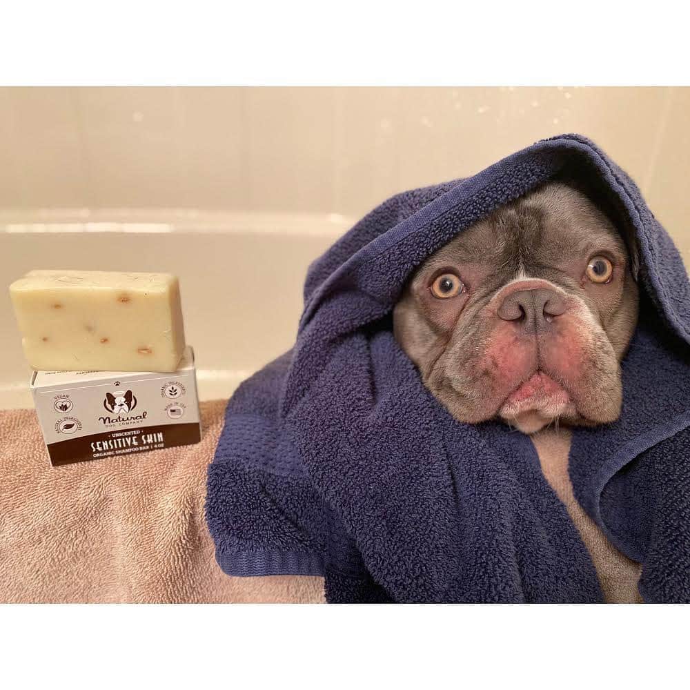 Regeneratti&Oliveira Kennelさんのインスタグラム写真 - (Regeneratti&Oliveira KennelInstagram)「Extra gentle care for extra sensitive pups. The #SensitiveSkin Shampoo from @naturaldogcompany is mild, soothing, moisturizing, and FREE of chemicals, fragrance, parabens, sulfates, detergents, etc. It includes oatmeal, which is perfect for soothing irritated skin. Now available in a liquid version as well! . ⭐ SAVE 20% off @naturaldogcompany with code JMARCOZ at NaturalDog.com  worldwide shipping  ad 📷: @therottenadventuresofdiesel . . . . .  #puppy #puppylove #puppygram #puppyoftheday #puppylife #frenchbulldog #puppypalace #puppys #puppyface #puppies #puppiesofinstagram #frenchie #frenchiesofinstagram #frenchies #frenchielove #frenchieoftheday #frenchiegram #frenchielife #frenchiepuppy #frenchiesociety #frenchiesofig #frenchiestagram #frenchiebulldog #frenchielovers  #frenchbulldogofinstagram  #bullylove #jmarcoz」2月10日 7時41分 - jmarcoz