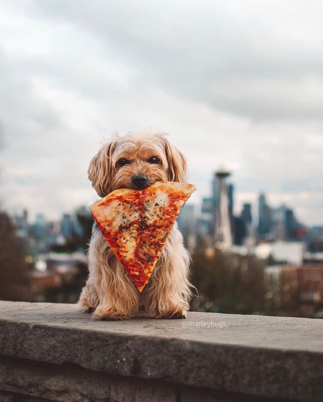 DogsOf Instagramのインスタグラム：「Happy National Pizza Day! 🍕 What’s your favorite kind of slice? Ours is pupperoni 😋   📸: @marleyhugs   #nationalpizzaday #dogsofinstagram #pupperoni」