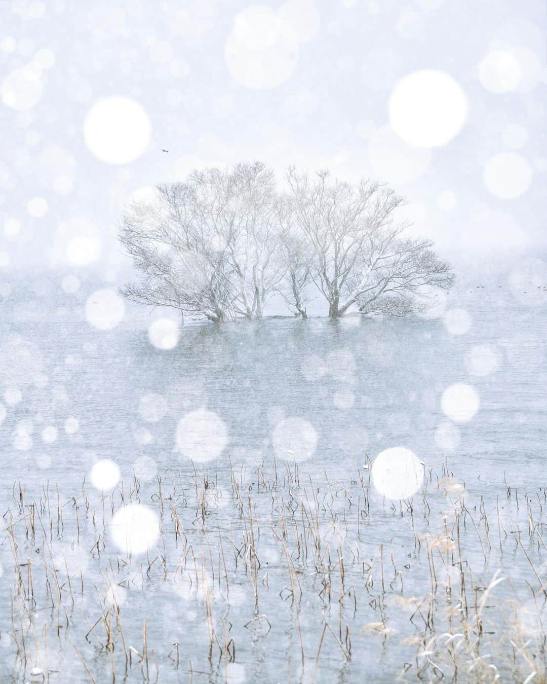 あや ◡̈*❤︎ayaさんのインスタグラム写真 - (あや ◡̈*❤︎ayaInstagram)「. . . ココは雪の日しか 行ったことない☃️なぁ  んー、で...も、 京都でも河津桜が 咲き始めてるみたい...で （滋賀はわからない😂）  も、冬は終わりなんかな😭  📍滋賀県」2月10日 8時04分 - aya.15aya