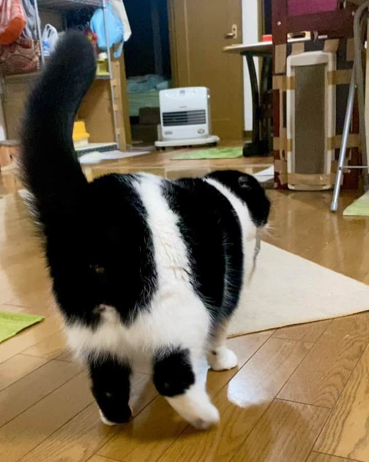 tiaichimaのインスタグラム：「Good morning!! ☀️おはムーギー‼︎  5.9kgになりかけの今日この頃。  #牛柄組鼻まわり汚れ隊 #ムチムチッコ #ムーギー#MuuGieeboy#cat#neko#ねこ#neko#ネコ#スコティッシュフォー ルド#ScottishFold#まんじゅう部」