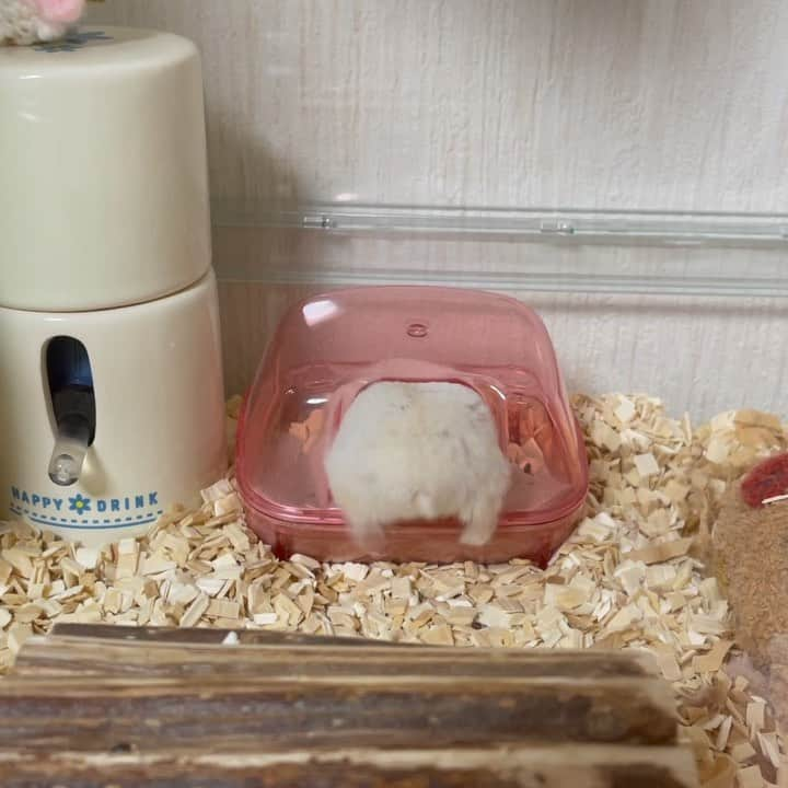 hamster_mocoのインスタグラム