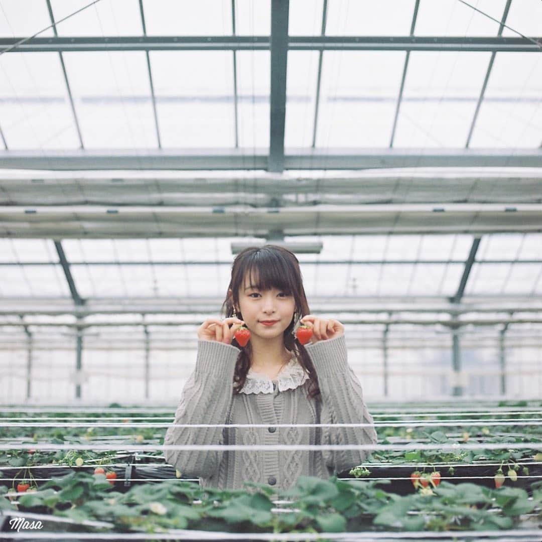 Masaさんのインスタグラム写真 - (MasaInstagram)「. . . 🍓 . . 現在、滋賀県内のみで感染対策をしての撮影のみとしています。キャンセルたくさん出ていますので、ご相談ください😌 . 撮影日 : 2021年1月 . #まっセル #エビプリ #hasselblad #ハッセルブラッド#instagramjapan #igersjp #tokyocameraclub #team_jp_  #art_of_japan_ #photogenic_jp #GPW_members_only #good_portraits_world #film_jp #film #フィルム #film_com #filmcamera #filmphotography #portrait #ポートレート #photogram_archive #todays_blue_collection #team_jp_ #shiga #滋賀 #何気ない瞬間を残したい #jp_portrait部 #planar #いちご狩り #porta800 #期限切れフィルム」2月10日 8時24分 - masa_nikonist