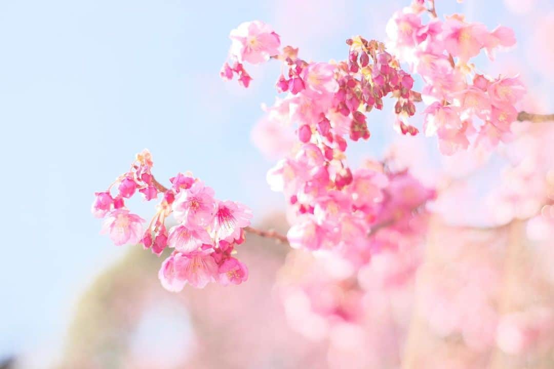 kiccyomuのインスタグラム：「☀️ 2021.02.10 Wed #心に花を 今年の #荏原神社 #寒緋桜 先週はツボミガ多かったけど、 明日あたりは見頃かな？😄  春色…気持ちウキウキします😊 祭り…今年は中止が多いけど… 見には行けるのかな？  今日も元気に🤗  location #東京 📷撮影 2021年2月4日」