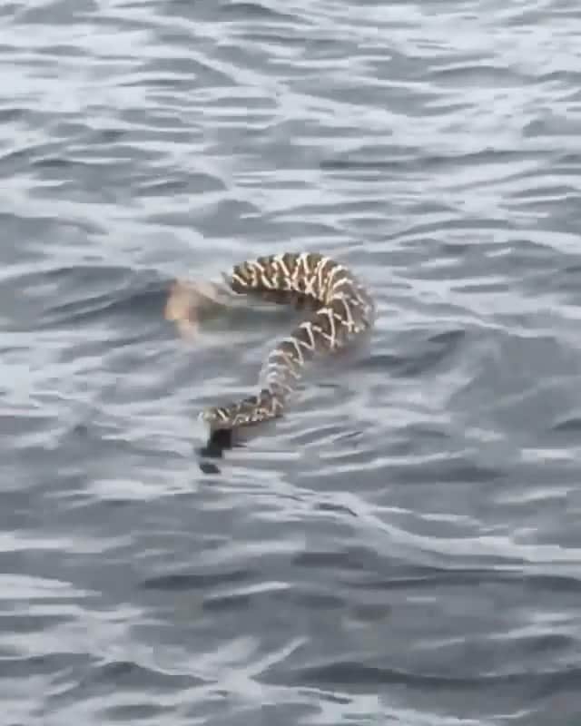 WildLifeのインスタグラム：「Eastern Diamondback rattlesnake on the crawl🔥⁣ ⁣ 🎥 by @captbennyblanco 🐍⁣  Species: Crotalus adamanteus ⁣ Diamondback rattlesnakes can sometimes be seen traveling across channels from one piece of land to another in south Florida. ⁣ ⁣ What’s your favorite rattlesnake species??⁣ ⁣」