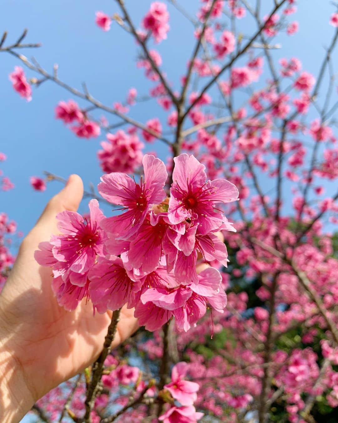 糸数美樹のインスタグラム：「散歩してたら満開の桜🌸 今いろんなところで桜咲いてるから散歩が楽しい☺️👏」