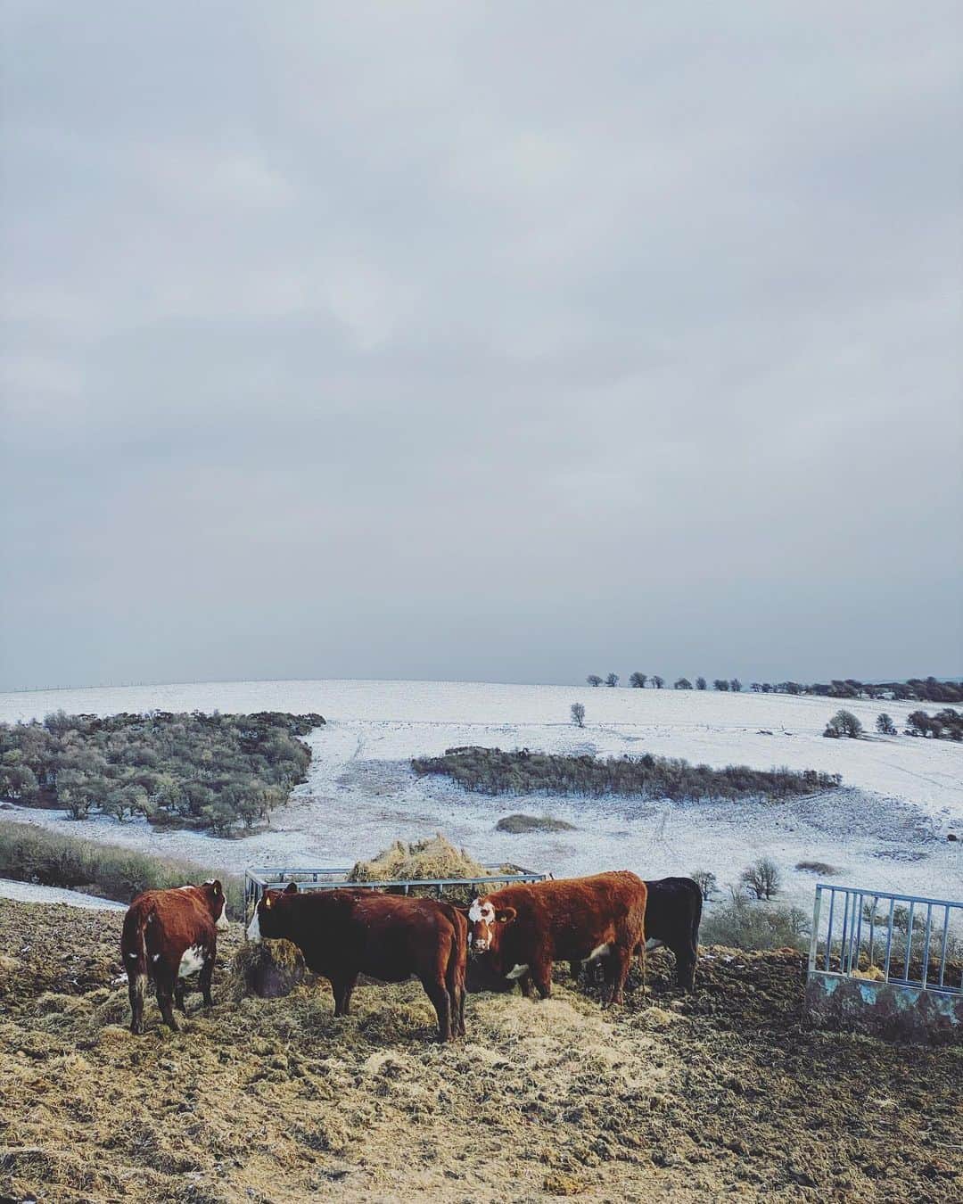 Tea and sittingのインスタグラム：「Cows + Snow + Bike =  🤎❄️🚲🖤」