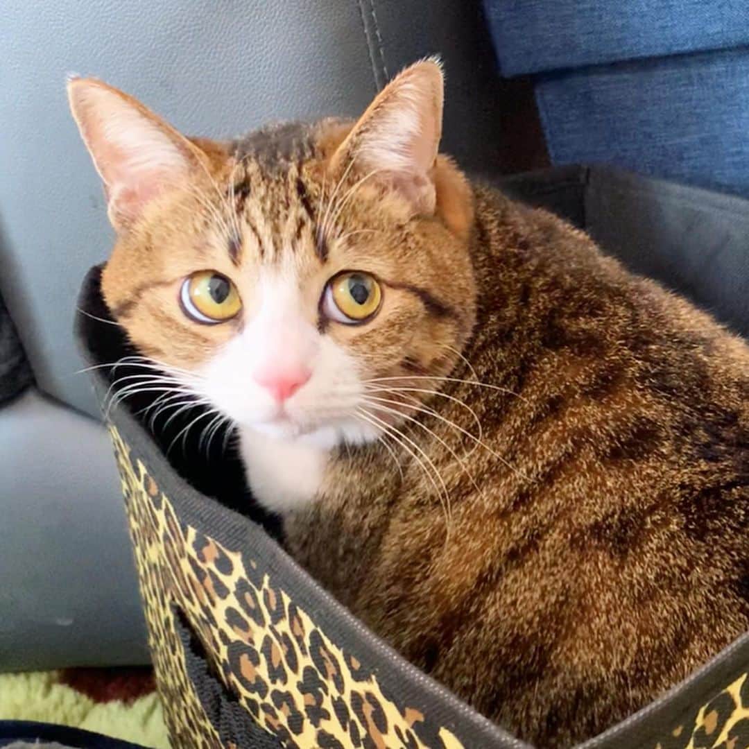 すずめくんのインスタグラム：「🐥🐒  チラッとのぞく白目が… なんとも可愛いのです！🐱💖  #チラリズム  #白目美人   Suzume & Unagi.🐥🐒」