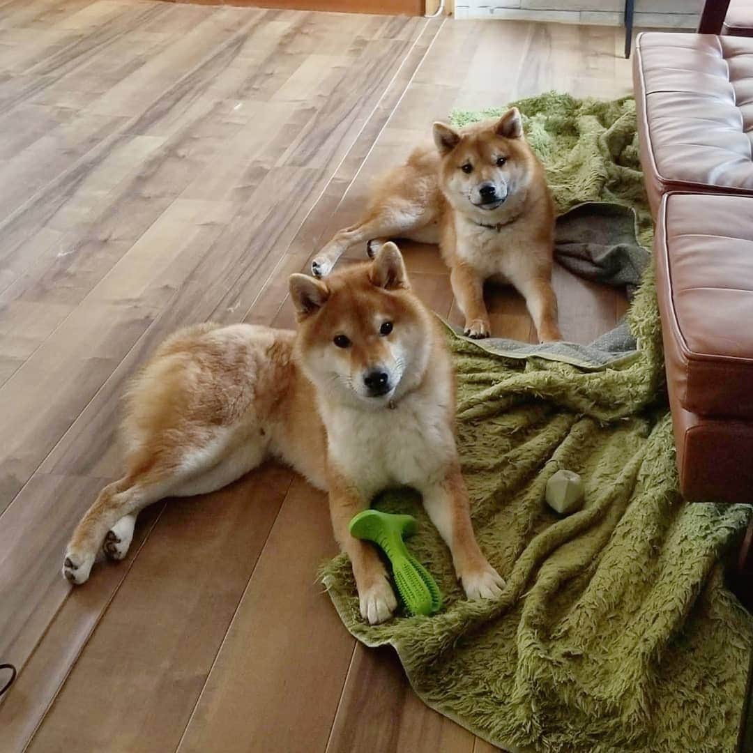 柴犬たま Shibainu Tamaのインスタグラム：「トロとウニがシンクロしてる👏✨ みんな仲良いね😊🎵  Caption trans🇬🇧﻿﻿ Toro and Uni are in sync👏✨ Sushi brothers are good friends😊🎵  #たま家族 #柴犬コイ #柴犬トロ #柴犬ウニ #おしゅし兄弟 #仲良し兄弟 #兄弟シンクロ #シンクロ #ふわもこ #かなりひし形 #柴犬 #shiba #shibainu #shibastagram #犬 #dog #多頭飼い」