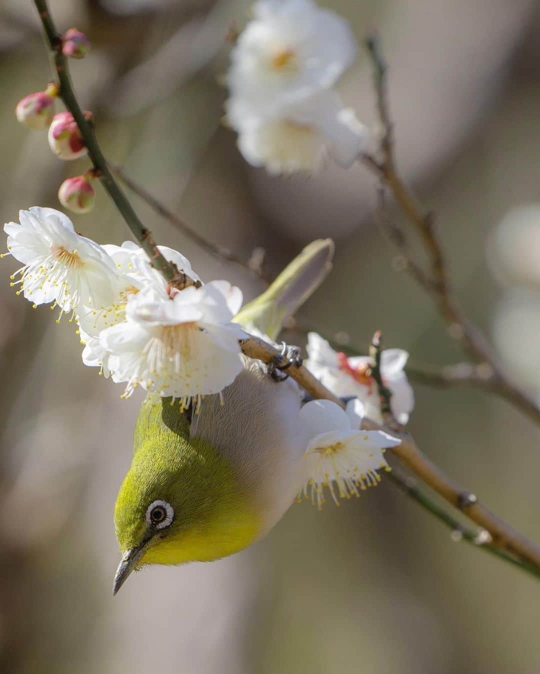 masayaのインスタグラム：「Plum blossoms and Japanese White-eye today  今年初めてのメジロ撮影 こんなにメジロの動き早かったっけ？ 去年はマニュアルフォーカス撮影したなんて信じられない。久しぶりの撮影は全然メジロの動きについていけなく、数打ってなんとか数枚だけ顔にピンが、、」