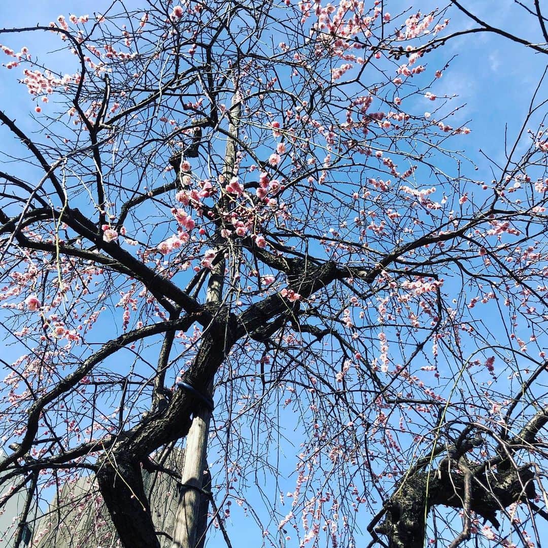 三上市朗のインスタグラム：「梅の花が咲いてます。 #梅　#湯島天神」