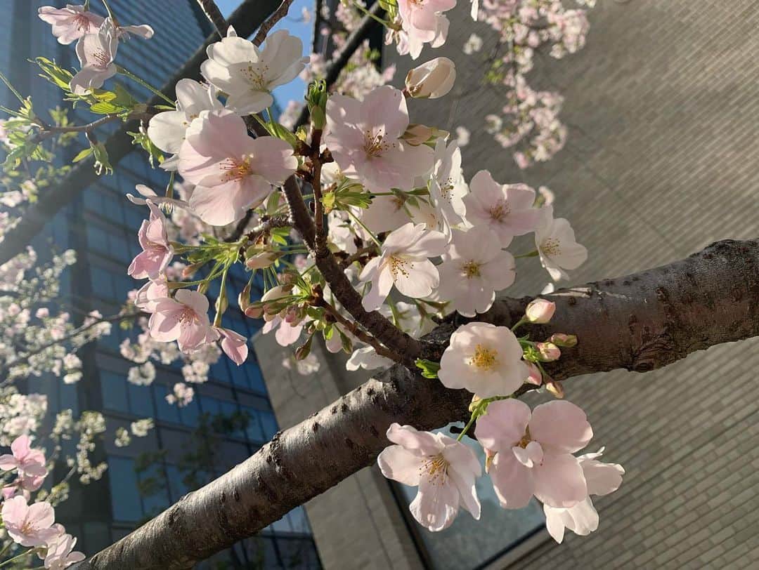 春日萌花さんのインスタグラム写真 - (春日萌花Instagram)「今年 桜の開花はいつになるでしょう？  平年より早いところが多そう、という 予想が出ていましたね🌸  #都会の桜 #飯田橋 #お花でホッとしましょ☺️」2月10日 18時44分 - moekaharuhi