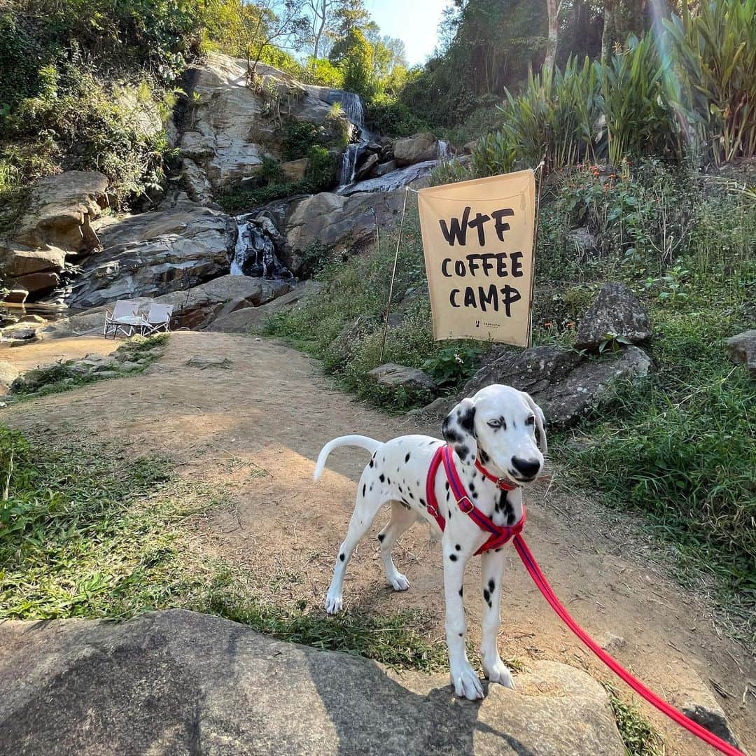 PIMTHAのインスタグラム：「Griffin the dog 🐾」