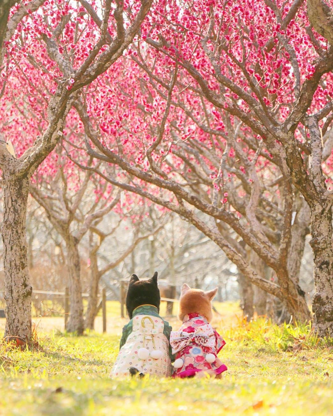 柴犬 けんしろう ゆりあのインスタグラム：「🐶❤️🐶  ちょうど1年前の今日 けんゆりちょこん〜な この梅photoを撮ってました❤️  今日のストーリーズの早春動画もそうですが 我が千葉県は春の訪れがほんとうに早い☺️  明日は2019年早春の神奈川を ストーリーズでお届けしますね🗻🌼 . . さぁ、これからダッシュで帰宅💨 けんちゃん、ゆりぃ待っててね〜🐶🐶 . . Location:Chiba(2020年2月撮影)」