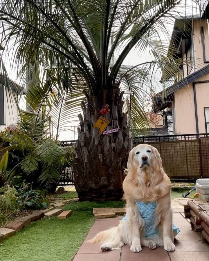 まゆみのインスタグラム：「。 。 我が家のシンボルツリー ココスヤシ🌴 雪が降っても負けない頑丈なヤシ 。 これは10年以上前に植えたんだけど 普通のココスよりも物凄く太ってしまって🐽😂 ご近所さんもあちこちで植えてるけど 我が家の🌴が1番太くて葉が長い😅 。 この狭い庭でよくもまぁそれだけ太ったよね😅 。 で、ここのところこれからどうしようかと考えていました。 うちの場合はいいけれど お隣さんの外壁を葉が擦って塗装を剥がしてしまったらさー大変💦 。 どうしよう…と思って矢先 家族になんとかした方がいいと言われ 今日このヤシを買った植木屋さんに来てもらいご相談💧 幹まわり３ｍですってよ　奥さん😅 葉なんて４ｍあるし😅 ココスにも個性があってこの子は特にデカイタイプみたい😅 。 広いお庭のお宅に引き取ってもらえるようで少し安心しましたが さーびーしー😭 。 ヤシ屋さんが我が家の庭に入って来て 目がキラキラになった これも持って行っていい？😍 こっちは？🤩 。 #だーめーじゃーー #珍しく南国植物の価値がわかる人だった #マニアック植物 #南国植物のマニアックトーク久しぶり #あーちゃんのようなヤシ #凄く可愛がってただけに残念 。 。 #ゴールデンレトリバー#goldenretriever#dog#犬#あーるん#golden#retriever#doglover#insta_dog#ぺんぺん子ちゃん#welovegoldens#Instagram#Instagramjapan#Instagramdogs#9gag#dogstagram#dogsofinstagram#dogs#doggy」