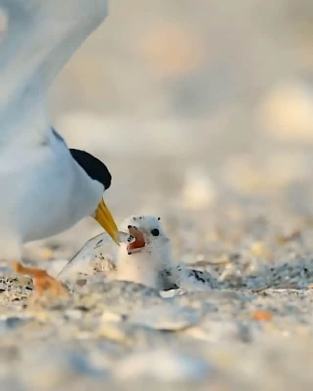 WildLifeのインスタグラム：「Live life with passion,  see the beauty in all things  and share it with the world.💎  🎥 @jeffreypatrickkarnes  #oceanlife #oceanside #livelife #videooftheday #birdsofinstagram」