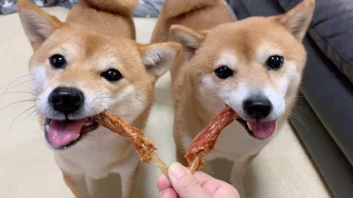 豆柴 サニーちゃんのインスタグラム：「. . HELLO〜こんばんわん🐻🐶🍖 . むしゃむしゃむしゃ 歯磨き後のご褒美😊 . . #むしゃむしゃ #ご褒美 #よく噛んで食べましょう #さにらむ2ショット . #柴犬#豆柴 #赤柴#豆柴子犬#まめしば#いぬのきもち #サンデイ#サンデイいぬ組#anicas#shiba_snap #shibainu#shiba#mameshiba#shibastagram #9gag#9gagpets#weeklyfluff #豆柴サニーちゃん#豆柴ラムちゃん #さにらむ#さにらむ2021」