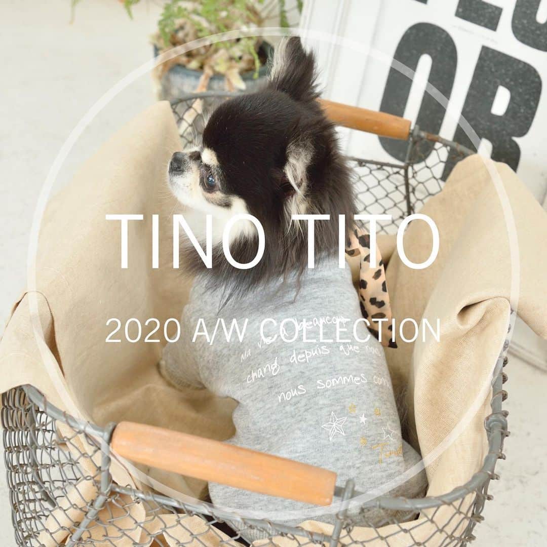 TINOTITO -ティノティート-さんのインスタグラム写真 - (TINOTITO -ティノティート-Instagram)「🏝🏝🏝 寒いねー❄️ 南国に行きたいな🏖 . リボンスカーフトレーナー🎀 (裏ボア) size: xs〜2L color: off-white / gray 欠品、完売のサイズがある場合もございます。 . wanvoyage(ワンボヤージュさん)にて TINO TITO 2020 AW collection を 販売しています。 . @wanvoyage_official のサイトをご覧ください♪ . モデルワンコ 1枚目 cocoちゃん 2枚目 ティーちゃん ラッテちゃん .  #tinotito #ティノティート #犬の服 #犬服 #犬服 #犬 #犬バカ部 #ペット #ふわもこ部 #pet #dogwear #dog#petclothes #dogclothes #coordinate #outfit #fashion  #instafollow #l4l #dogstagram #instagood #cute #pretty  #follow #petoftheday #f4f #followme  #개스타그램 #멍스타그램 #狗衣服代購」2月10日 19時14分 - tinotito_shop