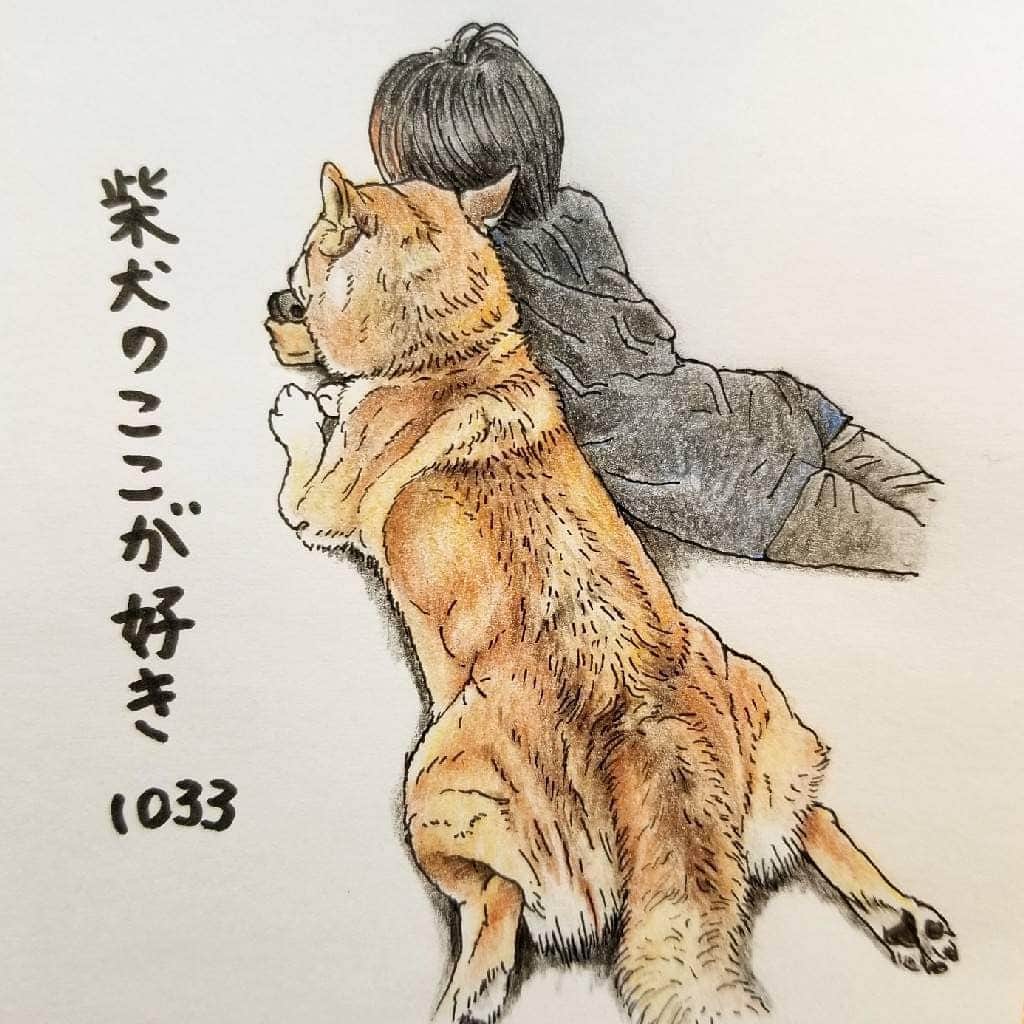 ハナとソラのインスタグラム：「#ここ柴部  『柴犬のここが好きシリーズ1033』 ｢なにしてるんですか？｣ ゲームやスマホを触っていると 覗いてくるとこ。  一緒に見たいの？ 本当は遊んでほしくて待ってるんだよね。 * モデルは@sasuke_0818 さんとこの紗助くんです💓 * #柴犬のここが好き #favoritepartsofshibainu #illustration #shibainu #shibastagram #colorpencil #柴犬 #イラスト #しばすたぐらむ #いらすとぐらむ #色鉛筆 #柴公園イラスト #柴公園 #かまってちゃん」