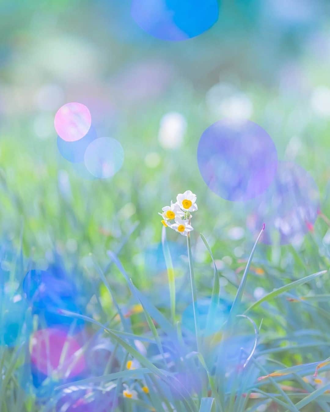 花の写真館のインスタグラム：「Photo by @maichin_lucky.⠀ https://instagram.com/maichin_lucky/⠀ .⠀ Original Post[投稿いただいたURL]⠀ https://www.instagram.com/p/CK6SLc5Aa3o/⠀ .⠀ 本アカウントは、 #私の花の写真 をつけてInstagramに投稿された皆さまの花の写真や、「花の写真館」Facebookページで投稿された花の写真を紹介します。⠀ 「花の写真館」Facebookページは、「 @floral.photograph 」のプロフィールにあるURLからご覧ください。⠀ .⠀ ※各自、政府、自治体など公的機関の指示に従った行動をお願いします。⠀⠀ 東京カメラ部および分室では、写真を「見る楽しみ」を提供することを通して、微力ながら皆様にわずかな時間でも癒しをお届けしたいと思っております。⠀ ※本アカウントは東京カメラ部がFacebook、Instagramのサービスを利用して運営しているもので、Facebook社・Instagramとは一切関係ありません。⠀ .⠀ #花の写真館 #floralphotograph #floralphoto #flower #flowers⠀ Follow: @floral.photograph」