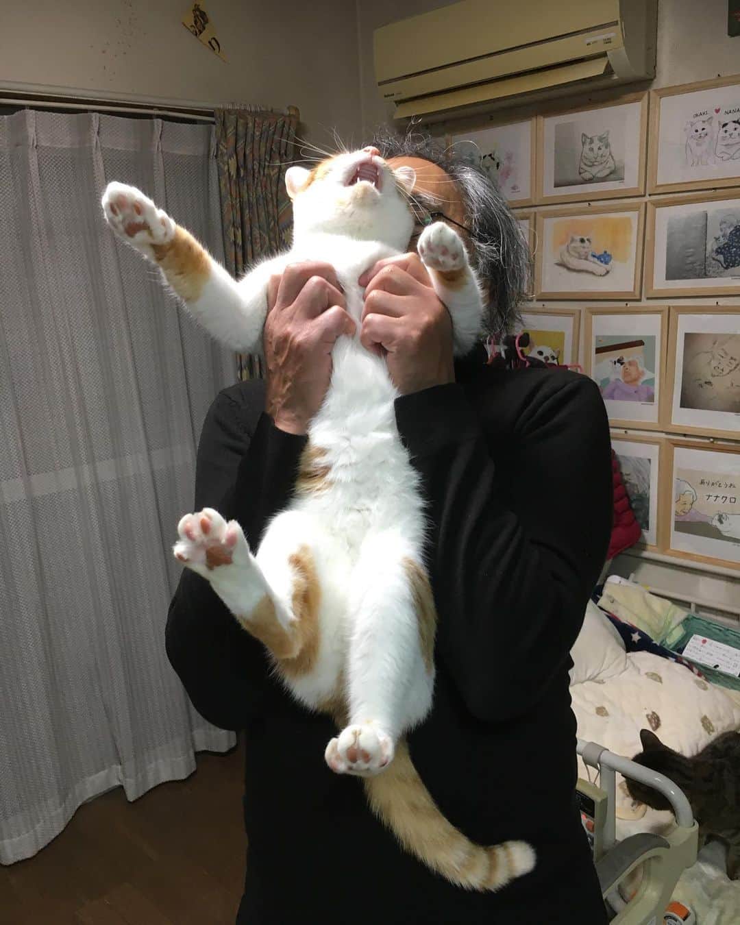 Kachimo Yoshimatsuさんのインスタグラム写真 - (Kachimo YoshimatsuInstagram)「抱っこキライ。 #うちの猫ら #猫 #oinari #ねこ #cat #ネコ #catstagram #ネコ部 http://kachimo.exblog.jp」2月10日 19時33分 - kachimo