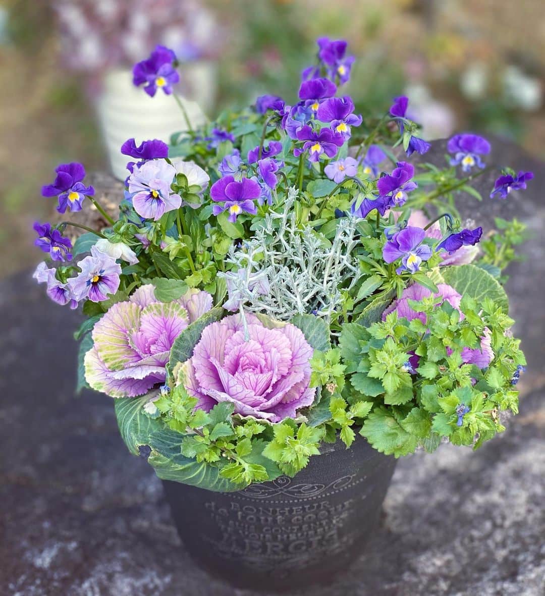 Erenaのインスタグラム：「💐新しいお花が仲間入り💐 A new flower. . #flower#new#garden#green#花#パープルカラー#ガーデン#イングリッシュガーデン」